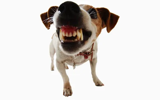 Dog Bite King Law Group Picture 3