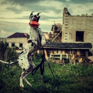 Dog Bite King Law Group