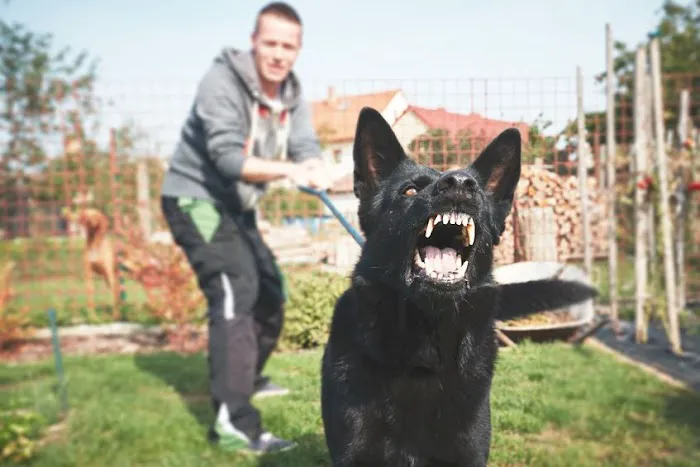 Callaway & Wolf Picture 5