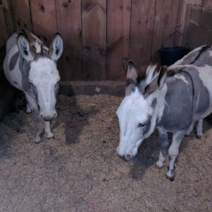 Maddox Hoppe Hoofnagle & Hafey