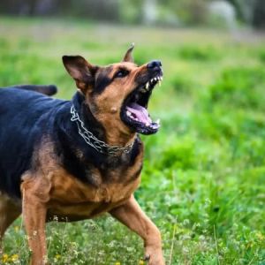 Legal Steps to Take After a Dog Bite Incident: A Practical Guide